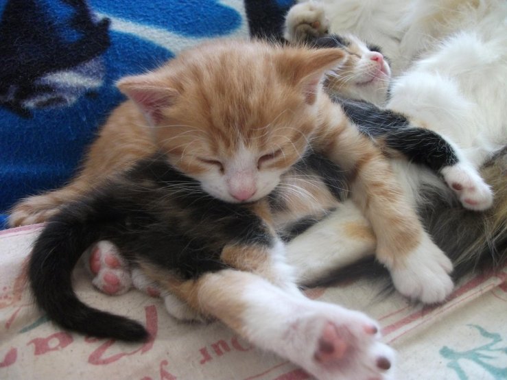 sleeping_kittens_4_by_lena_panthera